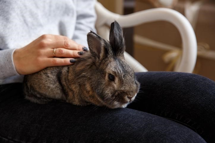 Lee más sobre el artículo ¿Cómo demuestran su amor los conejos?