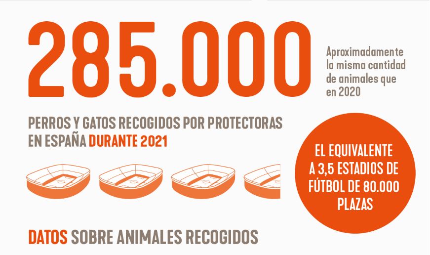 285.000 perros y gatos fueron abandonados en 2021 en España
