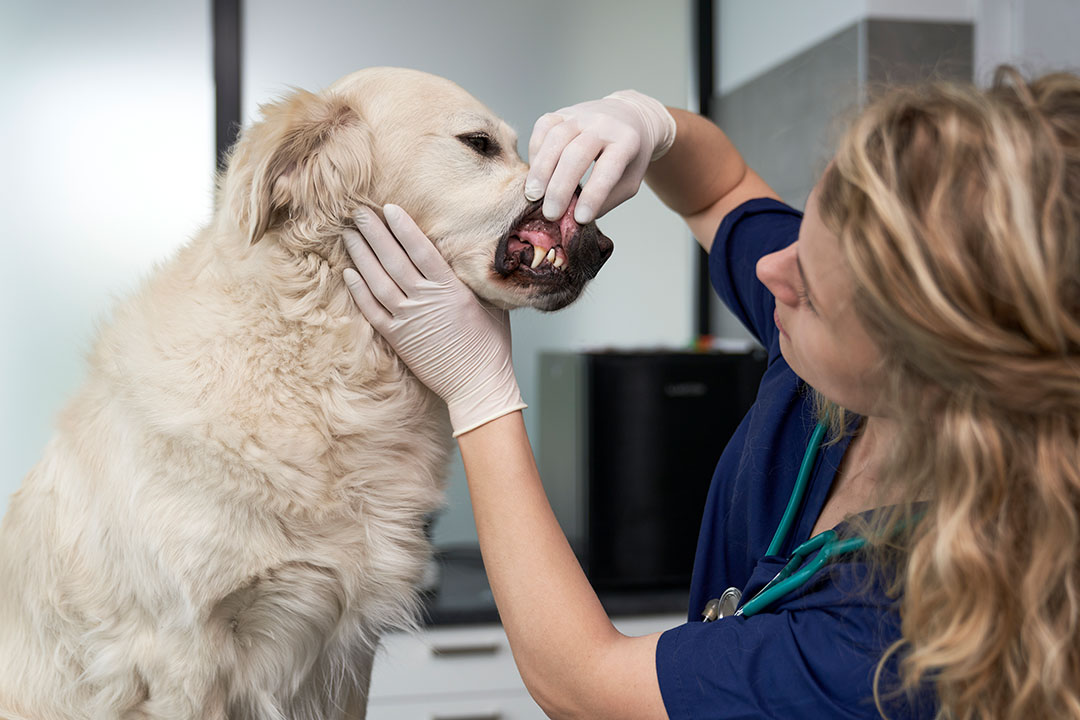 Read more about the article DENTAL HYGIENE OF OUR PETS