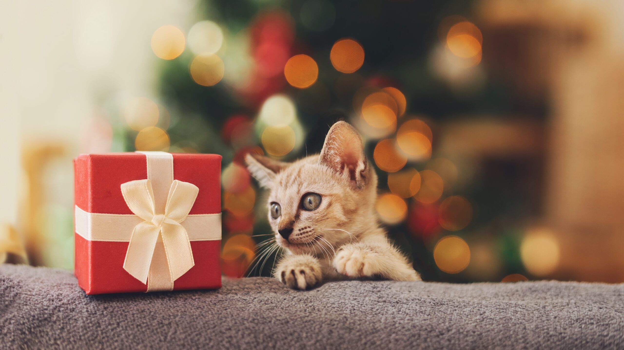 Read more about the article What do our pets ask Santa for?