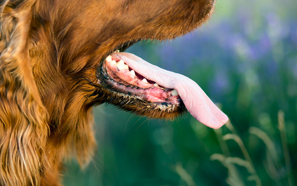 dientes perro