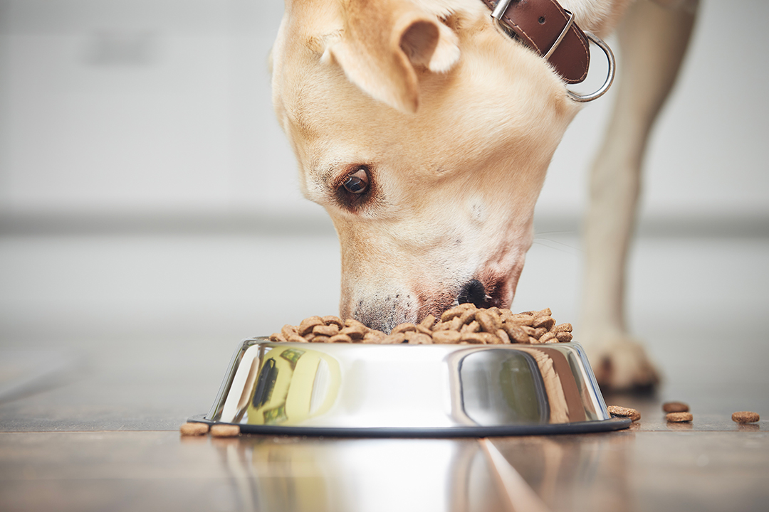 Lee más sobre el artículo Mantén a tu perro en forma: cómo calcular la cantidad óptima de alimento según su tamaño y estilo de vida