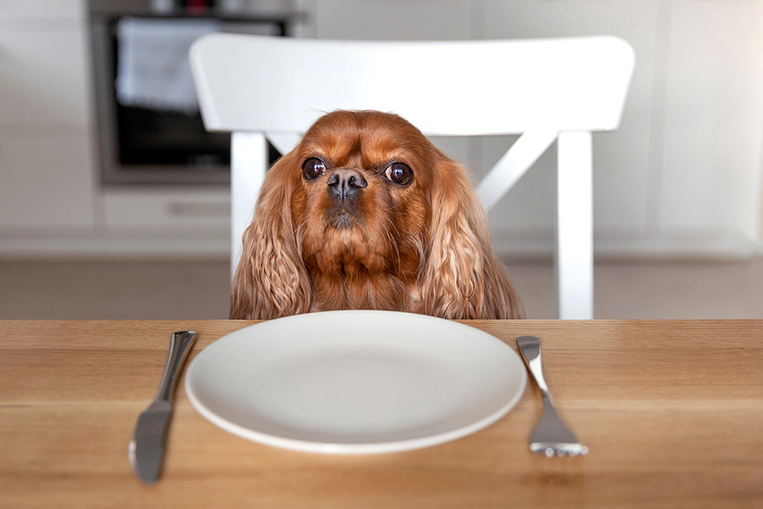 Lee más sobre el artículo Alimentos peligrosos para perros: Lo que no se les debe dar de comer