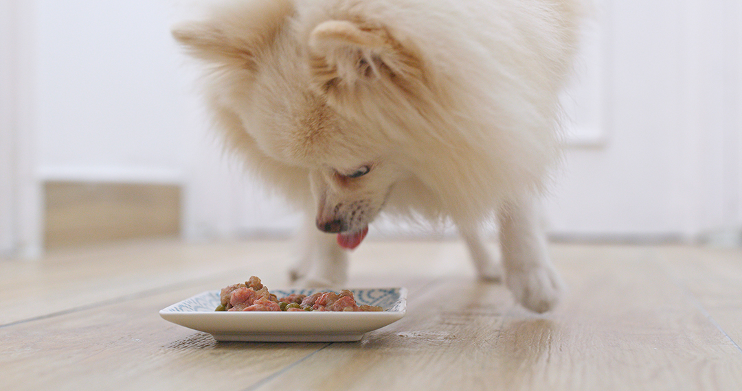 Lee más sobre el artículo ¿Qué comen y cómo comen los perros?