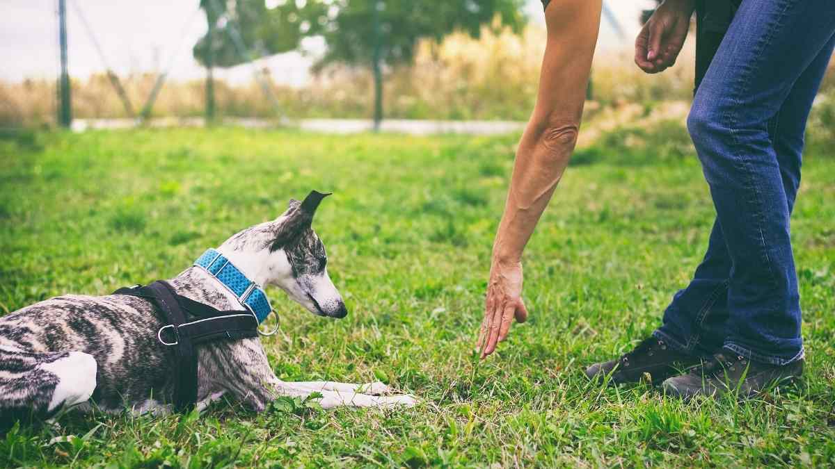 Lee más sobre el artículo El Arte del Adiestramiento Canino: Técnicas, Herramientas y Consejos Esenciales