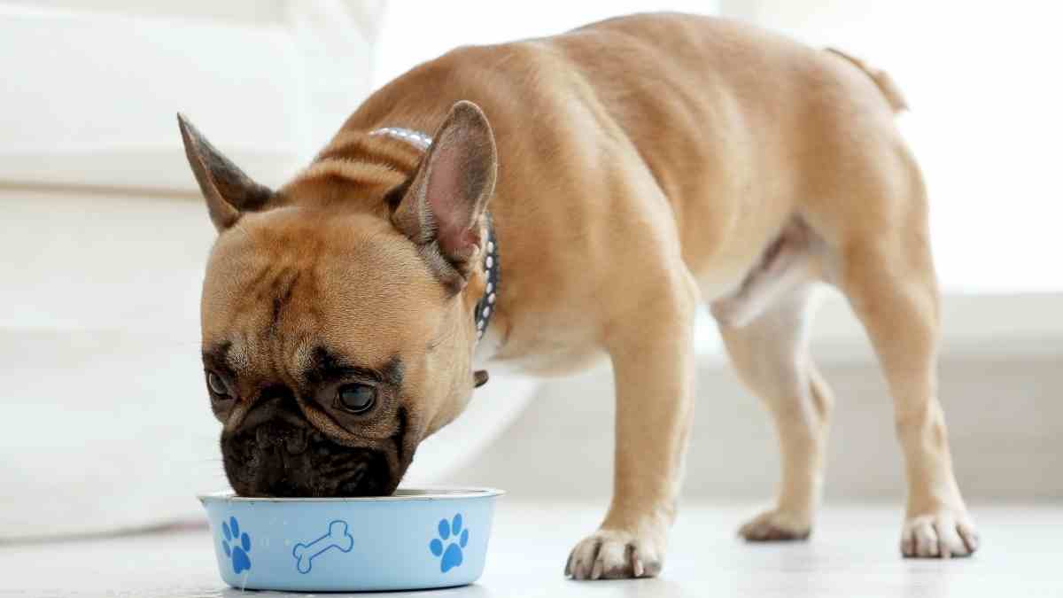 Lee más sobre el artículo Cómo evitar que mi perro se vuelva agresivo con la comida