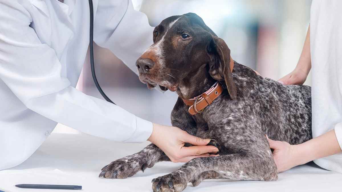 Lee más sobre el artículo Insuficiencia cardíaca en perros: cómo diagnosticarla