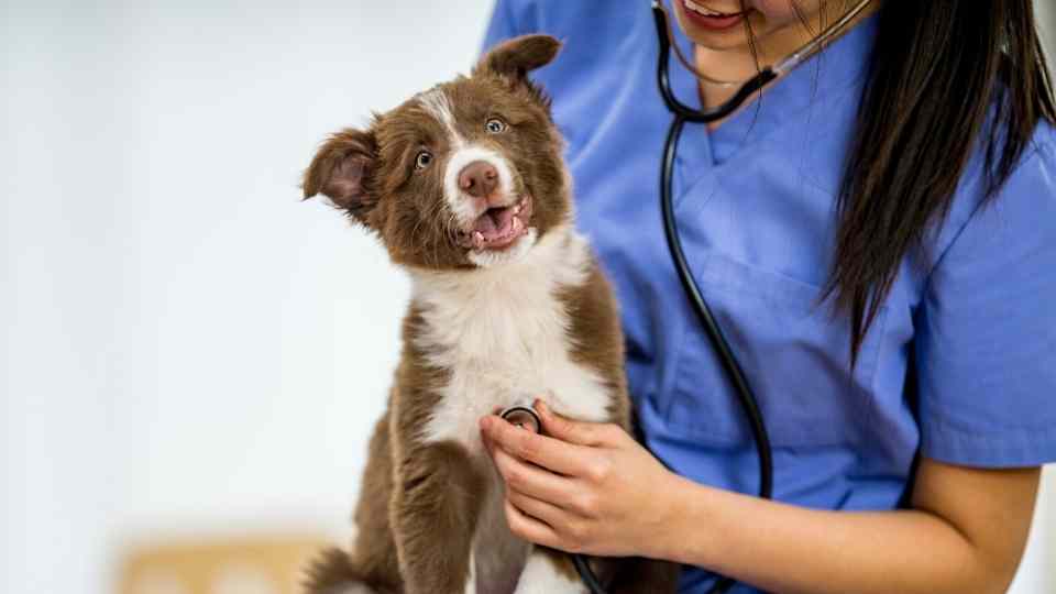 cómo detectar insuficiencia cardiaca en perros