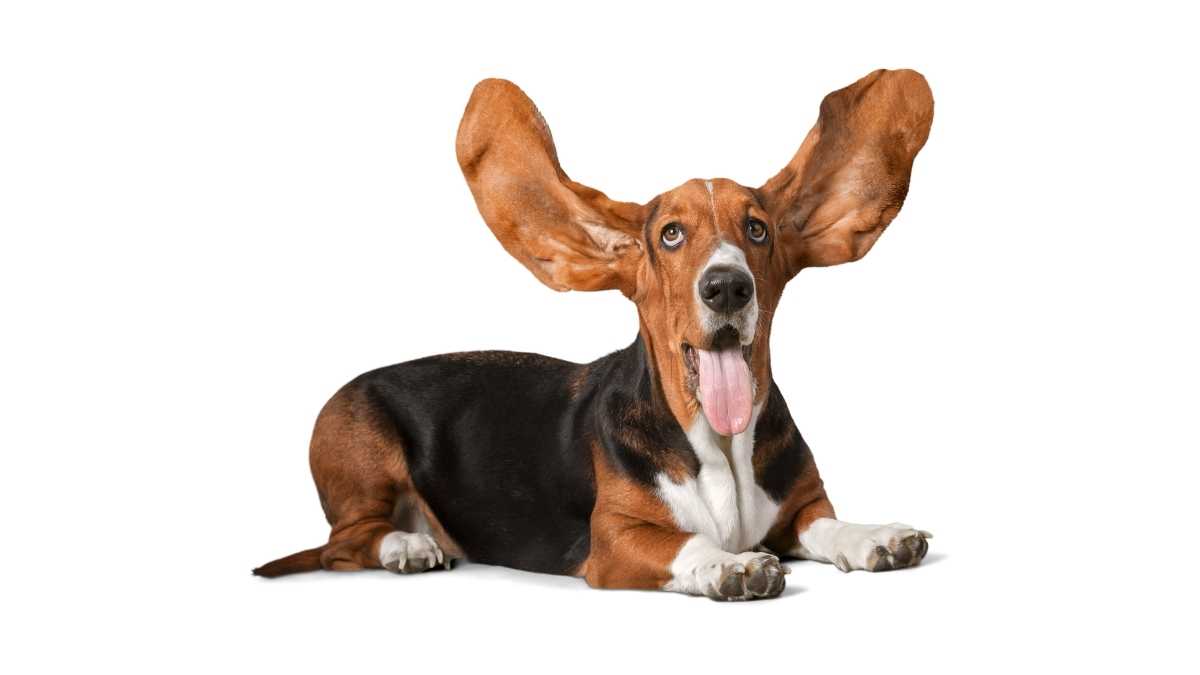 Lee más sobre el artículo Mi perro tiene orejas caídas ¿es normal?