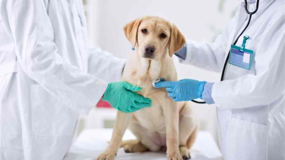 ¿Qué Es la Insuficiencia Cardíaca en Nuestros Caninos?